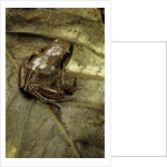 Arthroleptis variabilis (buea screeching frog) by Anonymous