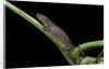 Bolitoglossa dofleini (giant palm salamander, alta Verapaz salamander) by Anonymous