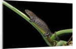 Bolitoglossa dofleini (giant palm salamander, alta Verapaz salamander) by Anonymous