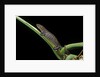 Bolitoglossa dofleini (giant palm salamander, alta Verapaz salamander) by Anonymous