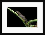Bolitoglossa dofleini (giant palm salamander, alta Verapaz salamander) by Anonymous