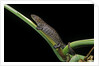 Bolitoglossa dofleini (giant palm salamander, alta Verapaz salamander) by Anonymous