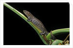 Bolitoglossa dofleini (giant palm salamander, alta Verapaz salamander) by Anonymous