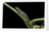 Bolitoglossa dofleini (giant palm salamander, alta Verapaz salamander) by Anonymous