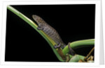 Bolitoglossa dofleini (giant palm salamander, alta Verapaz salamander) by Anonymous