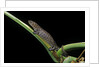 Bolitoglossa dofleini (giant palm salamander, alta Verapaz salamander) by Anonymous