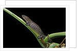Bolitoglossa dofleini (giant palm salamander, alta Verapaz salamander) by Anonymous