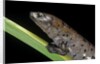 Bolitoglossa dofleini (giant palm salamander, alta Verapaz salamander) by Anonymous