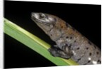 Bolitoglossa dofleini (giant palm salamander, alta Verapaz salamander) by Anonymous