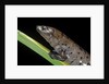 Bolitoglossa dofleini (giant palm salamander, alta Verapaz salamander) by Anonymous