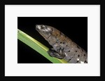 Bolitoglossa dofleini (giant palm salamander, alta Verapaz salamander) by Anonymous