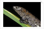Bolitoglossa dofleini (giant palm salamander, alta Verapaz salamander) by Anonymous