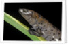 Bolitoglossa dofleini (giant palm salamander, alta Verapaz salamander) by Anonymous