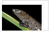Bolitoglossa dofleini (giant palm salamander, alta Verapaz salamander) by Anonymous
