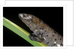 Bolitoglossa dofleini (giant palm salamander, alta Verapaz salamander) by Anonymous