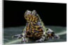 Bombina orientalis (oriental fire-bellied toad) by Anonymous