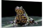 Bombina orientalis (oriental fire-bellied toad) by Anonymous