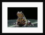 Bombina orientalis (oriental fire-bellied toad) by Anonymous