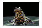 Bombina orientalis (oriental fire-bellied toad) by Anonymous