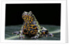 Bombina orientalis (oriental fire-bellied toad) by Anonymous