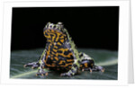 Bombina orientalis (oriental fire-bellied toad) by Anonymous