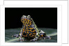 Bombina orientalis (oriental fire-bellied toad) by Anonymous