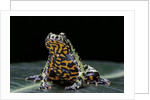 Bombina orientalis (oriental fire-bellied toad) by Anonymous