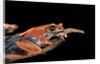 Boophis madagascariensis (Madagascar bright-eyed frog) by Anonymous