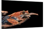 Boophis madagascariensis (Madagascar bright-eyed frog) by Anonymous