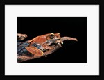 Boophis madagascariensis (Madagascar bright-eyed frog) by Anonymous
