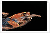 Boophis madagascariensis (Madagascar bright-eyed frog) by Anonymous