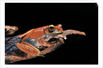 Boophis madagascariensis (Madagascar bright-eyed frog) by Anonymous