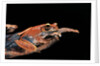Boophis madagascariensis (Madagascar bright-eyed frog) by Anonymous