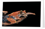 Boophis madagascariensis (Madagascar bright-eyed frog) by Anonymous