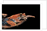 Boophis madagascariensis (Madagascar bright-eyed frog) by Anonymous