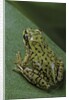 Boophis microtympanum (imerina bright-eyed frog) by Anonymous