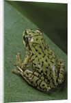 Boophis microtympanum (imerina bright-eyed frog) by Anonymous