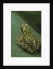 Boophis microtympanum (imerina bright-eyed frog) by Anonymous