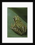 Boophis microtympanum (imerina bright-eyed frog) by Anonymous