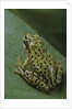 Boophis microtympanum (imerina bright-eyed frog) by Anonymous