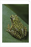 Boophis microtympanum (imerina bright-eyed frog) by Anonymous