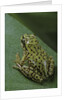 Boophis microtympanum (imerina bright-eyed frog) by Anonymous