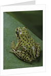 Boophis microtympanum (imerina bright-eyed frog) by Anonymous