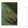 Boophis microtympanum (imerina bright-eyed frog) by Anonymous