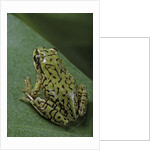 Boophis microtympanum (imerina bright-eyed frog) by Anonymous