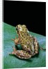 Boophis microtympanum (imerina bright-eyed frog) by Anonymous