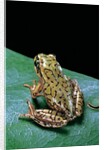 Boophis microtympanum (imerina bright-eyed frog) by Anonymous