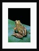 Boophis microtympanum (imerina bright-eyed frog) by Anonymous