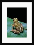 Boophis microtympanum (imerina bright-eyed frog) by Anonymous