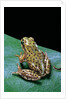 Boophis microtympanum (imerina bright-eyed frog) by Anonymous
